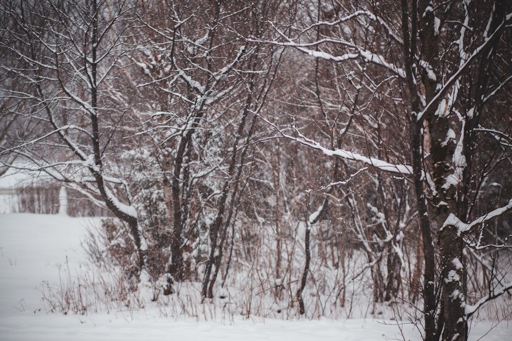 bare trees on snowy ground