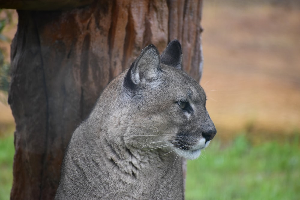 short-furred grey cat