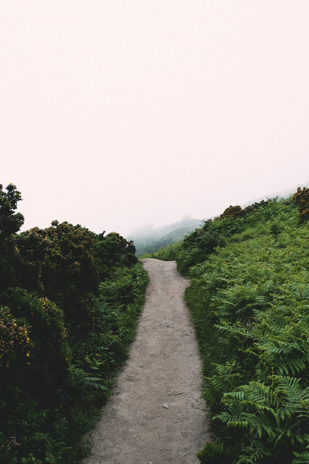 a dirt path in the middle of a lush green field