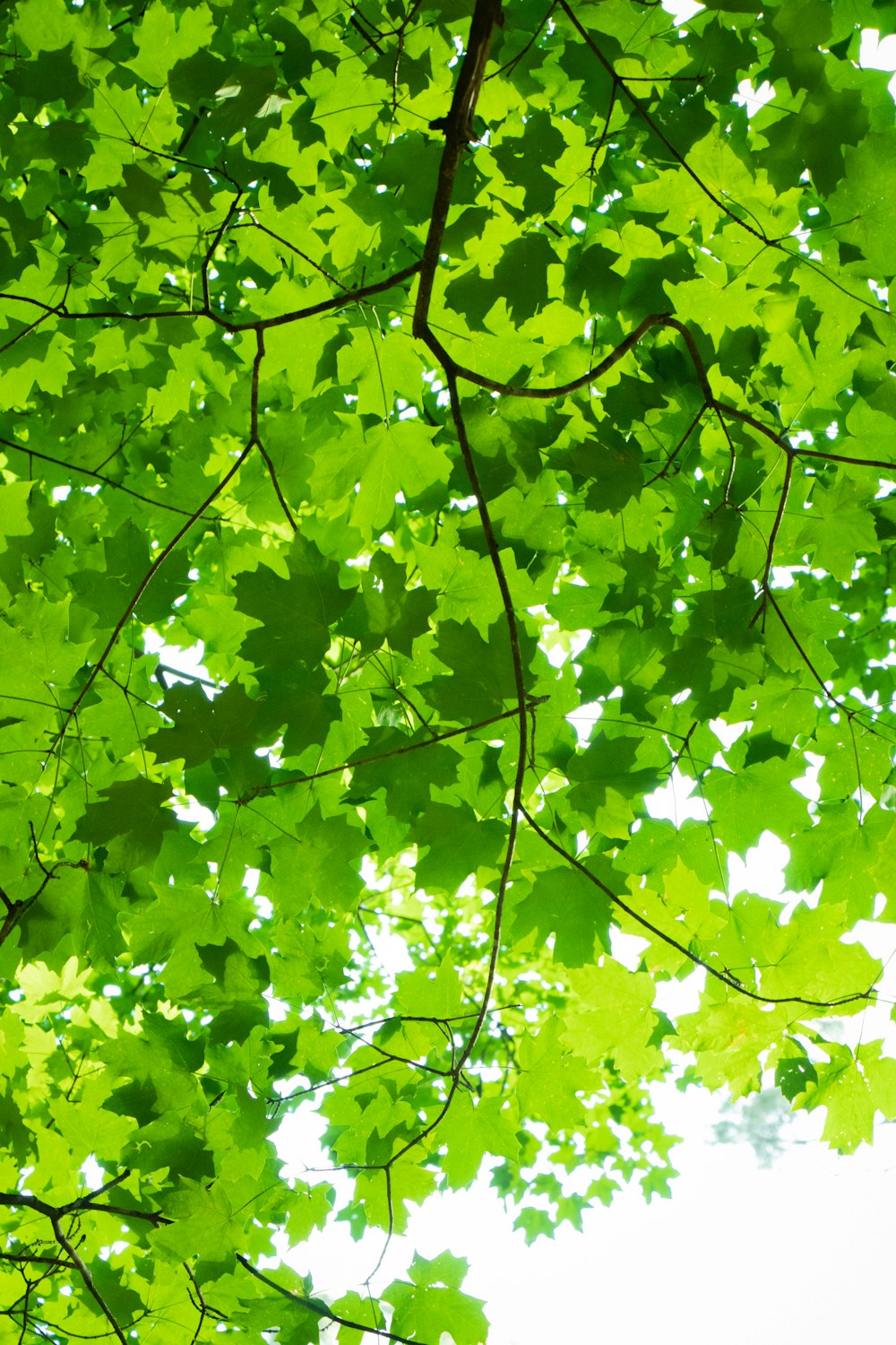 green leafed plant