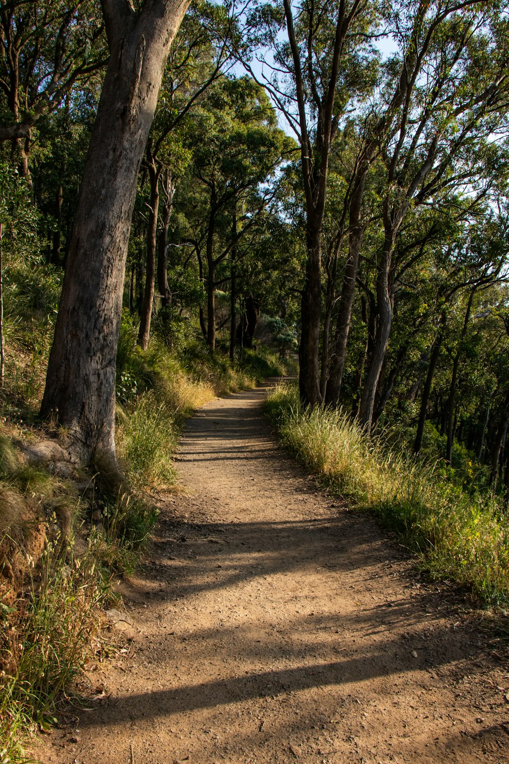 dirt pathway between trees