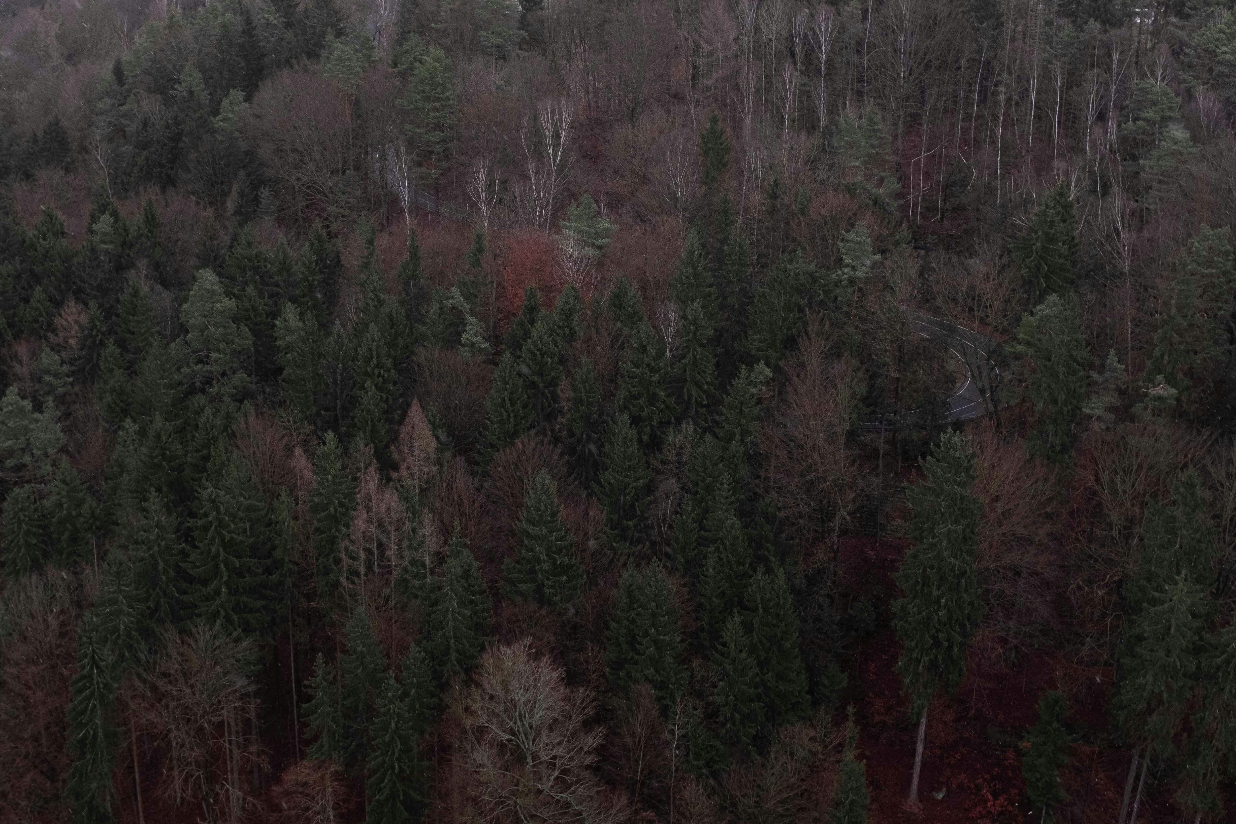 Waldbäume Fotografie