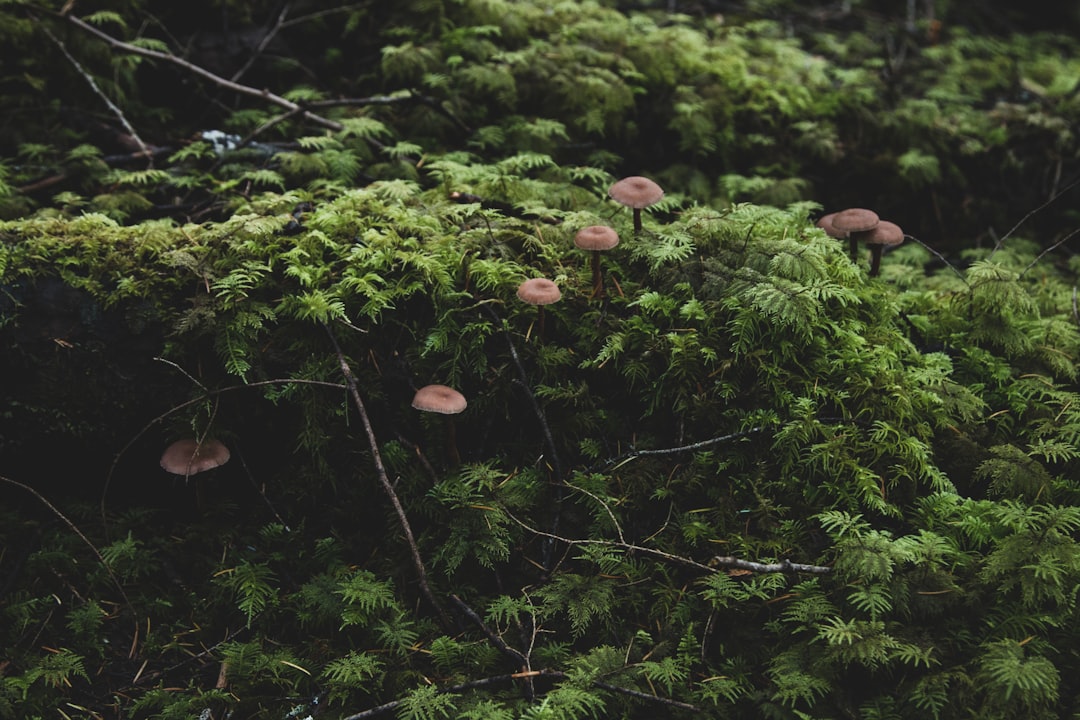 Jungle photo spot Mount Baker National Forest United States