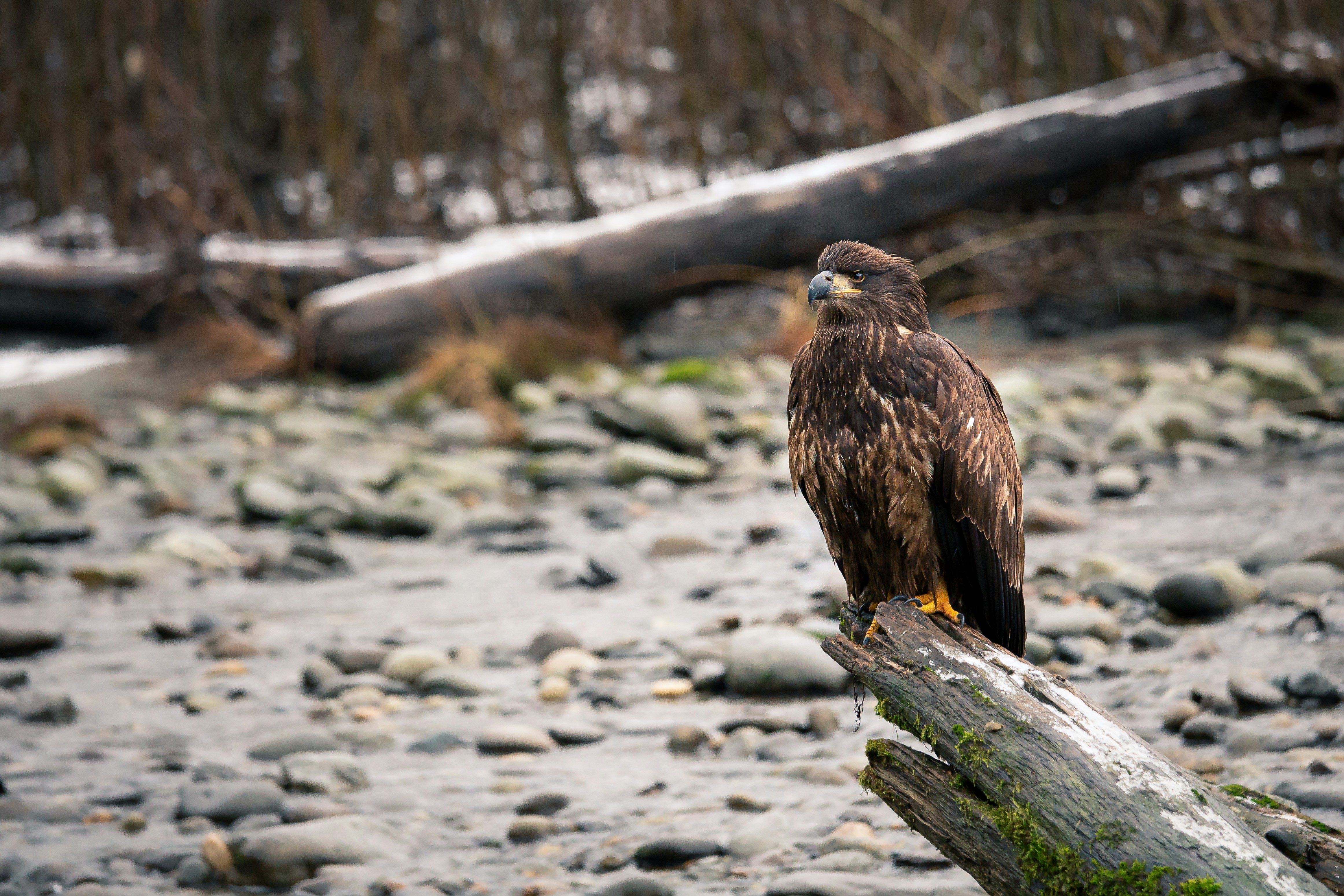 A young bald eagle perches on a driftwood log on a river gravel bar near Squamish in winter.