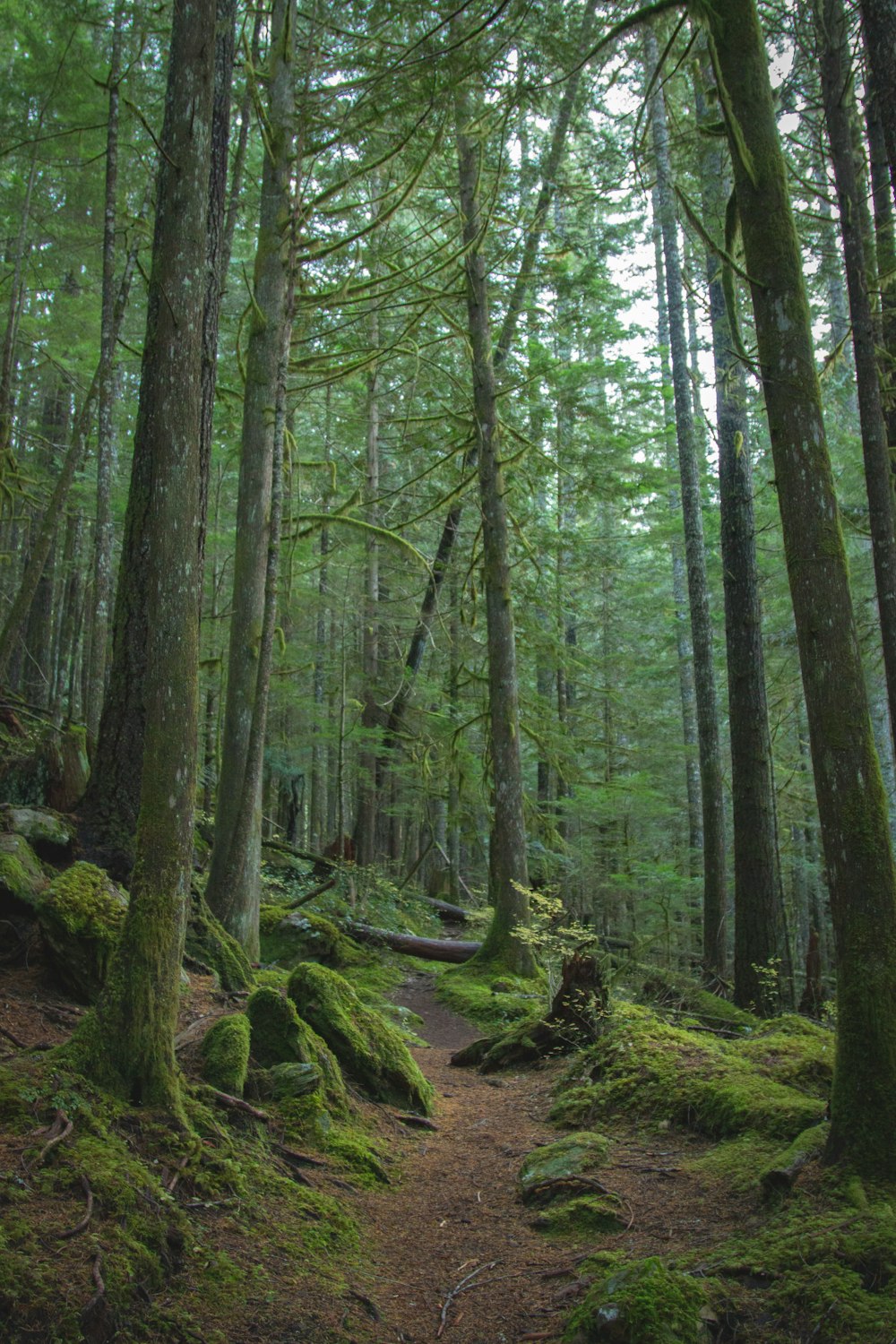 Fotografía de árboles forestales