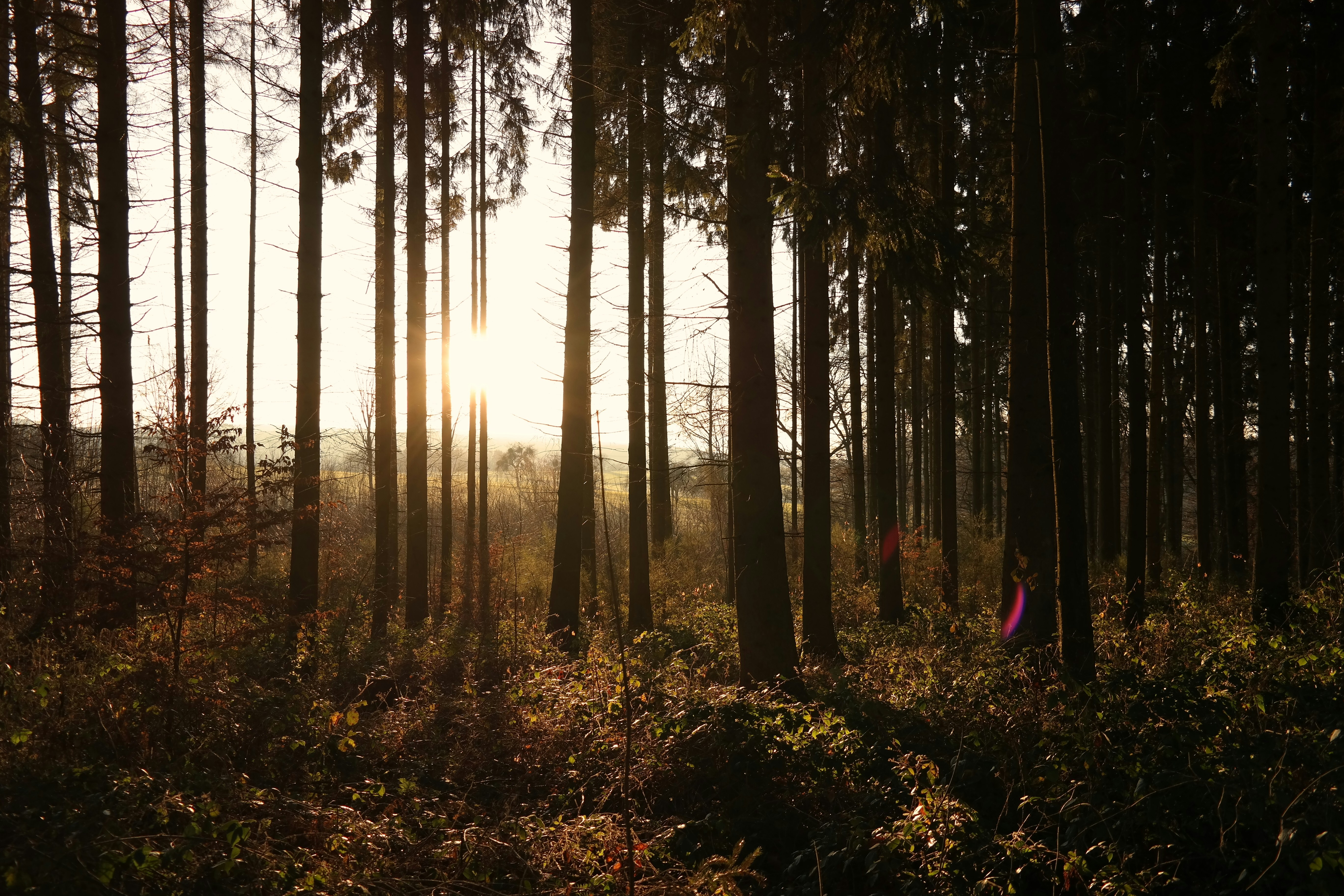 green trees during daytime