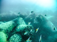 Underwater view of fish swimming near rocks in a freshwater lake.