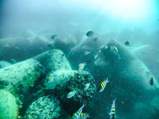 Underwater view of fish swimming near rocks in a freshwater lake.