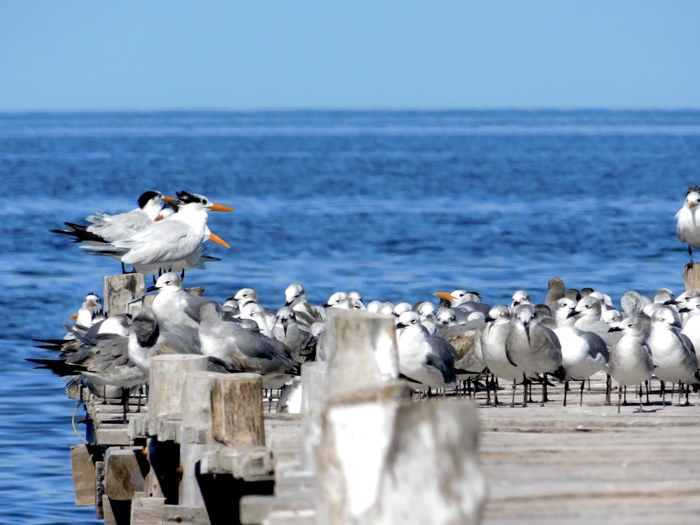 flock of white birds on gray dock