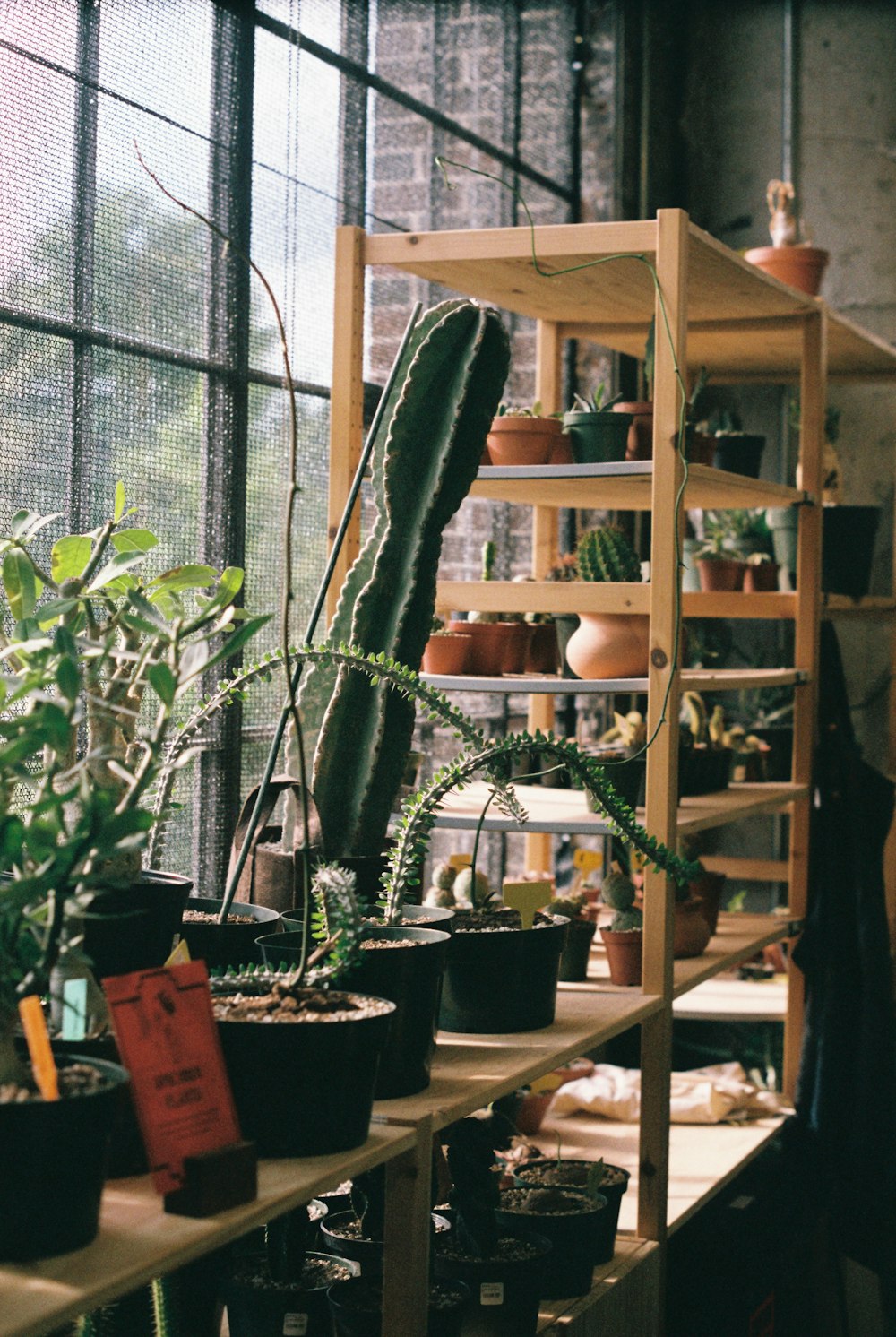 green plants beside brown wooden shelf