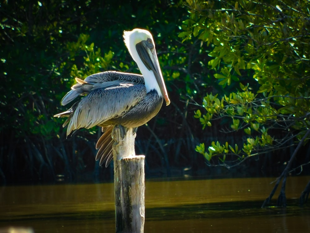 gray and white pelican perched on wooden post