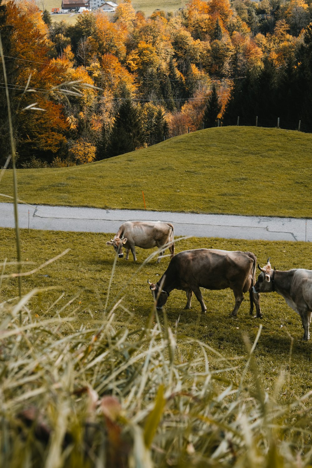 cattle on green field surrounded with green trees