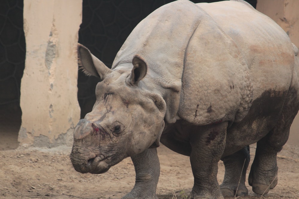 rhino calf walking