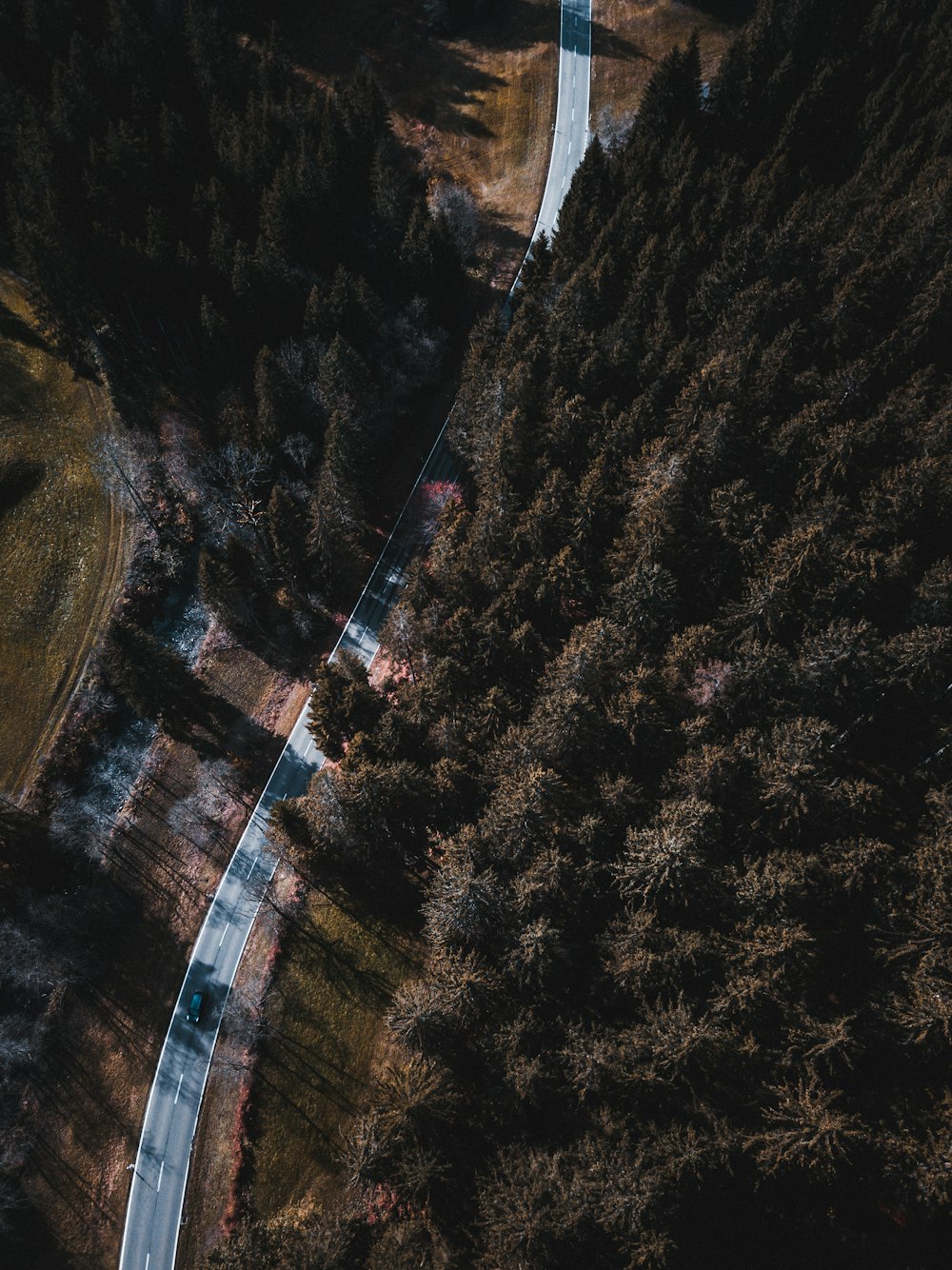 route et forêt pendant la journée