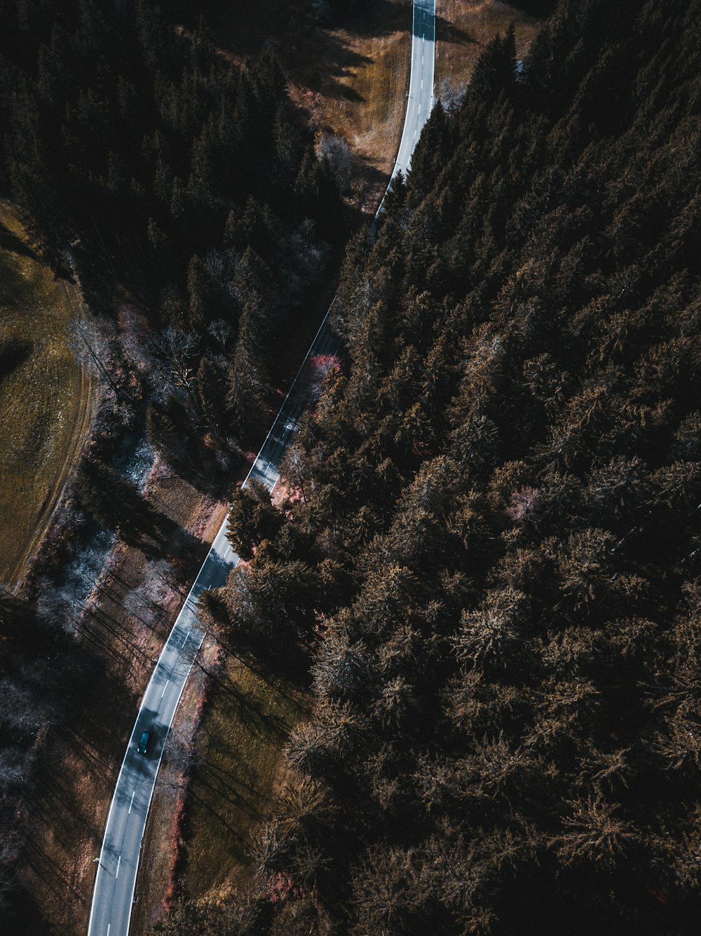 road and forest during day