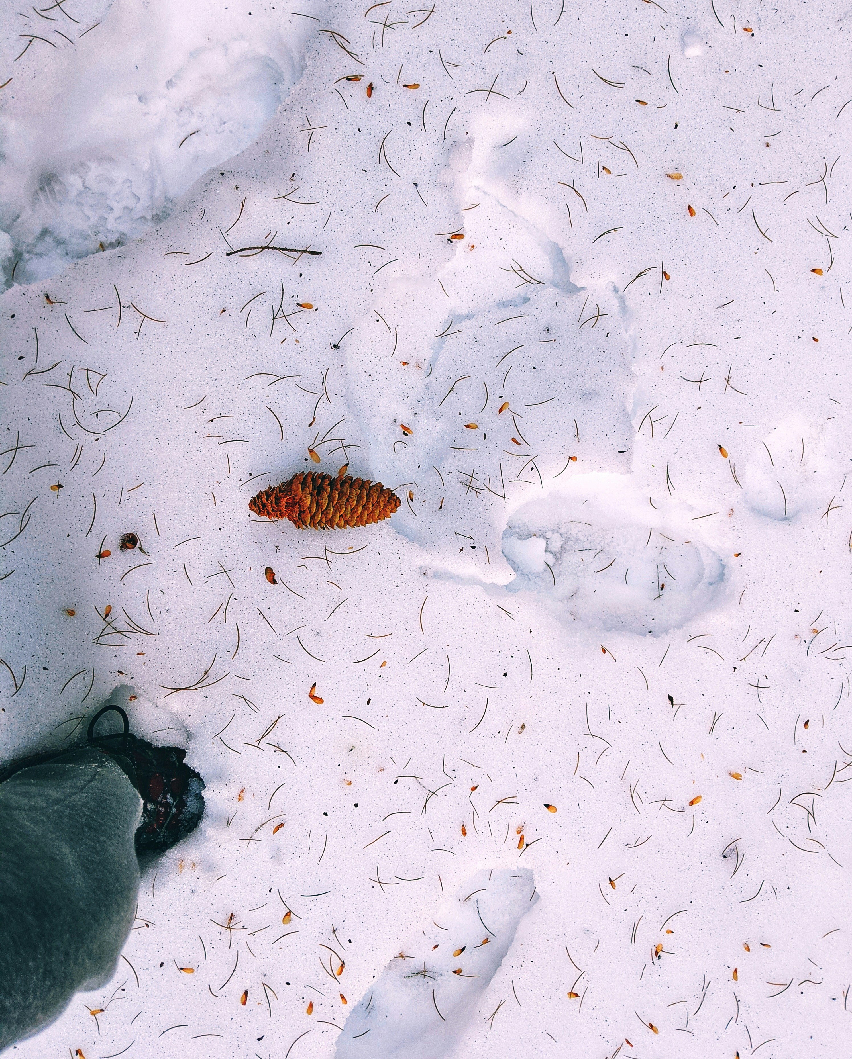 Conifer con on snow with these little dropping that look like Vermicelli.