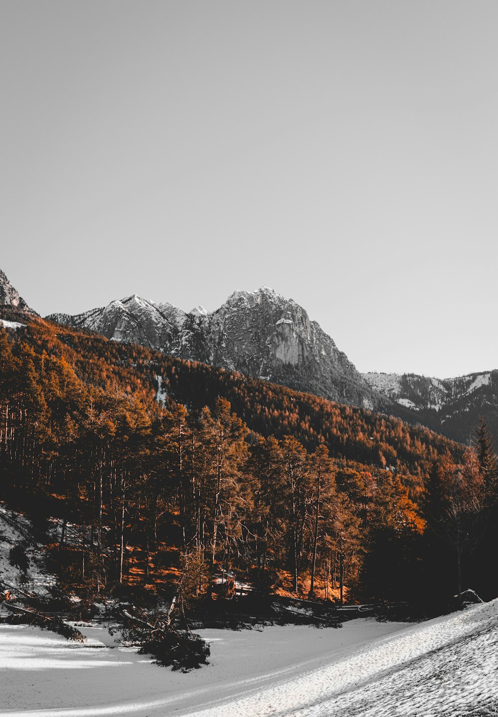 forest trees photograph