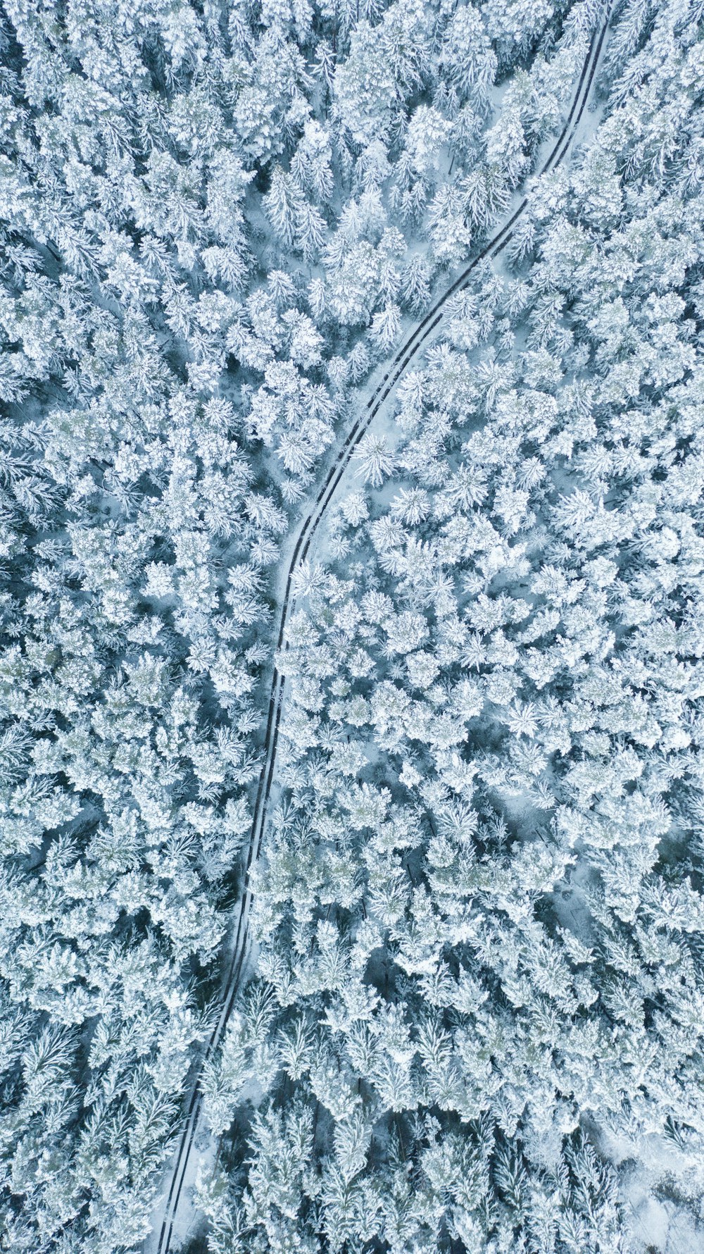 aerial photograph of forest