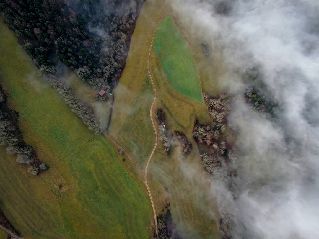 aerial photograph of forest