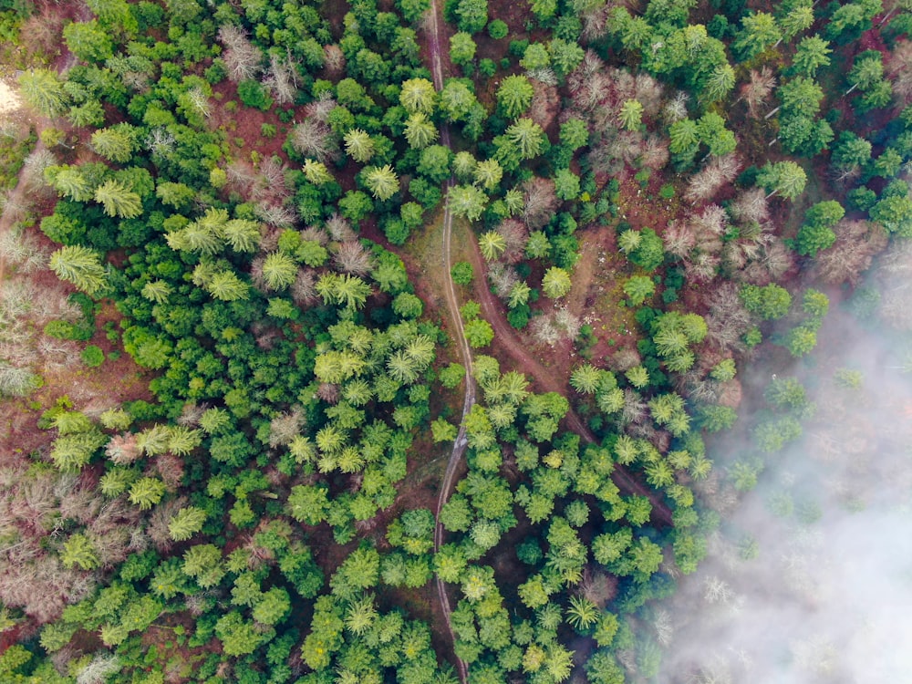 forest trees photograph