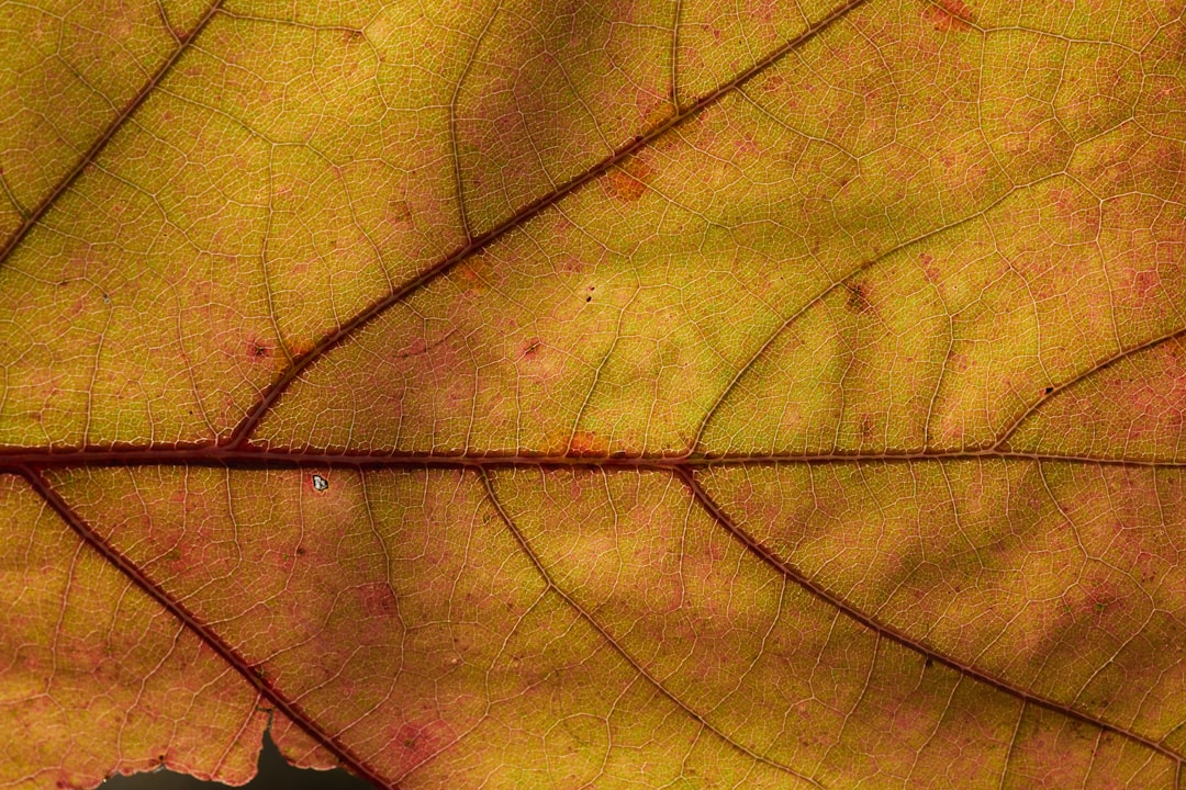 brown leaf