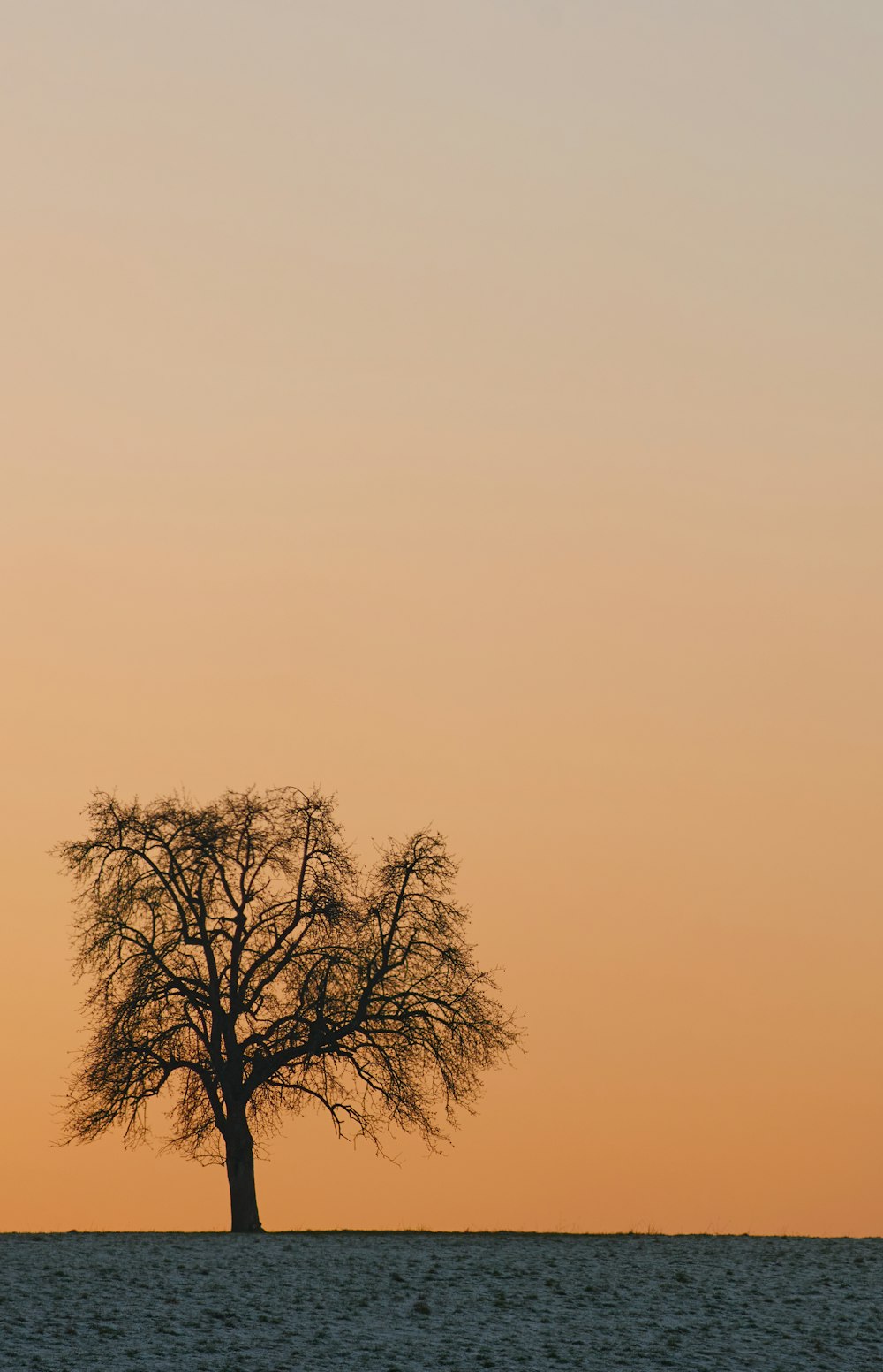 tree without leaf photograph