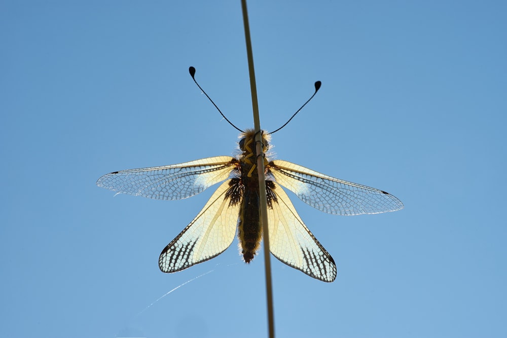 macro photography of gray and black winged insect