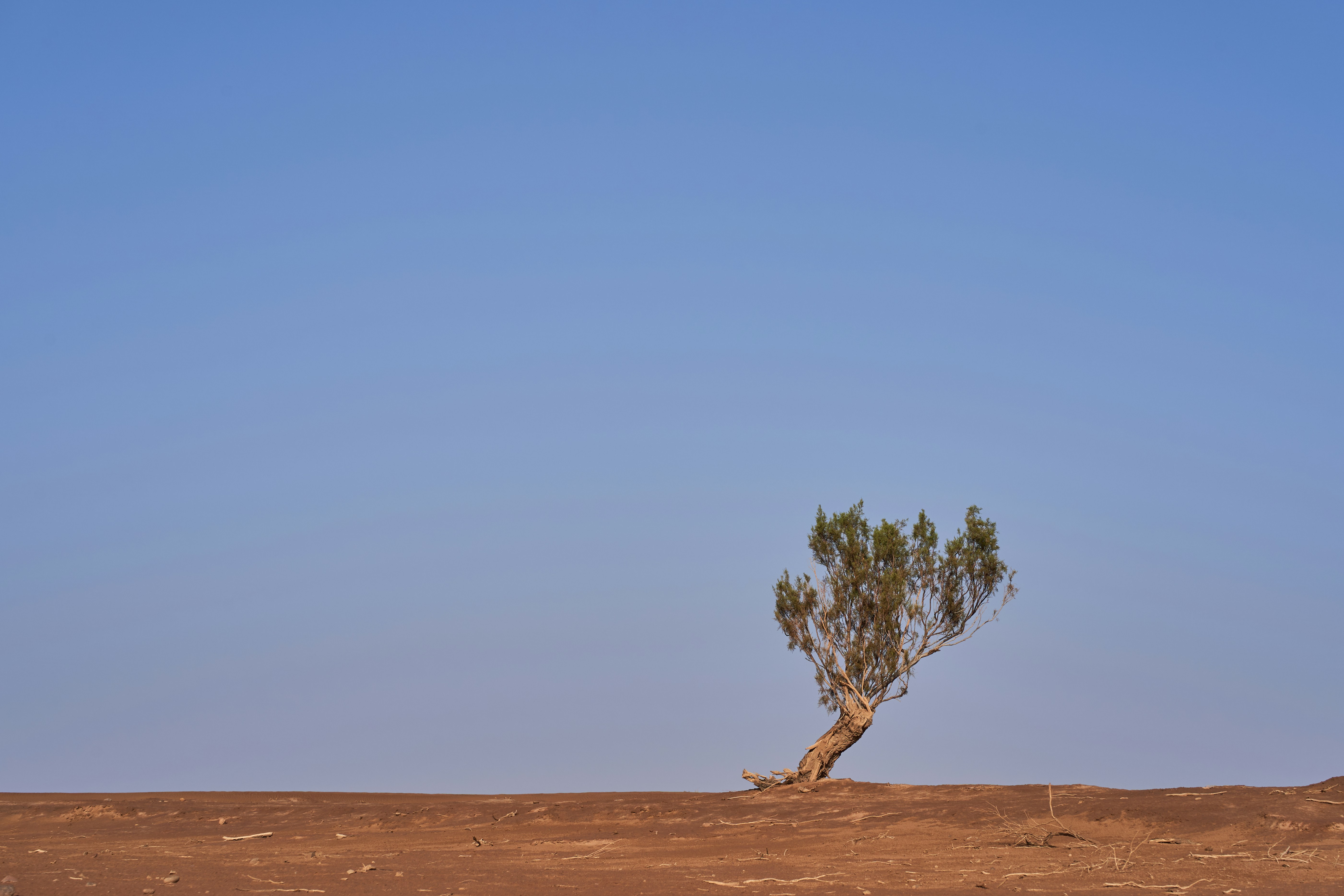 Photo by wolfgang_hasselmann