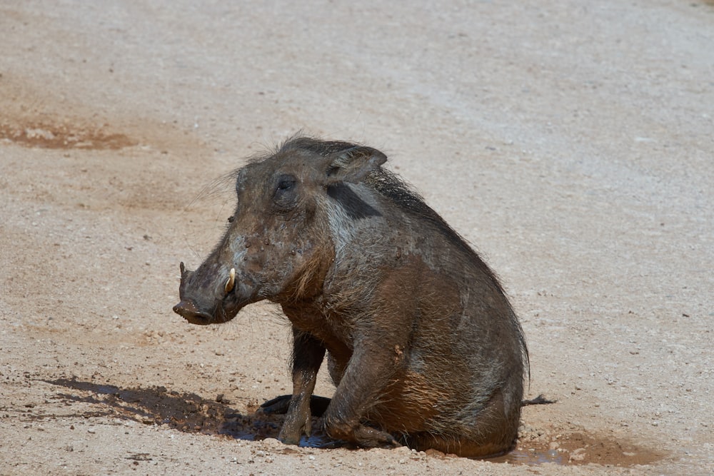 gray boar on shore