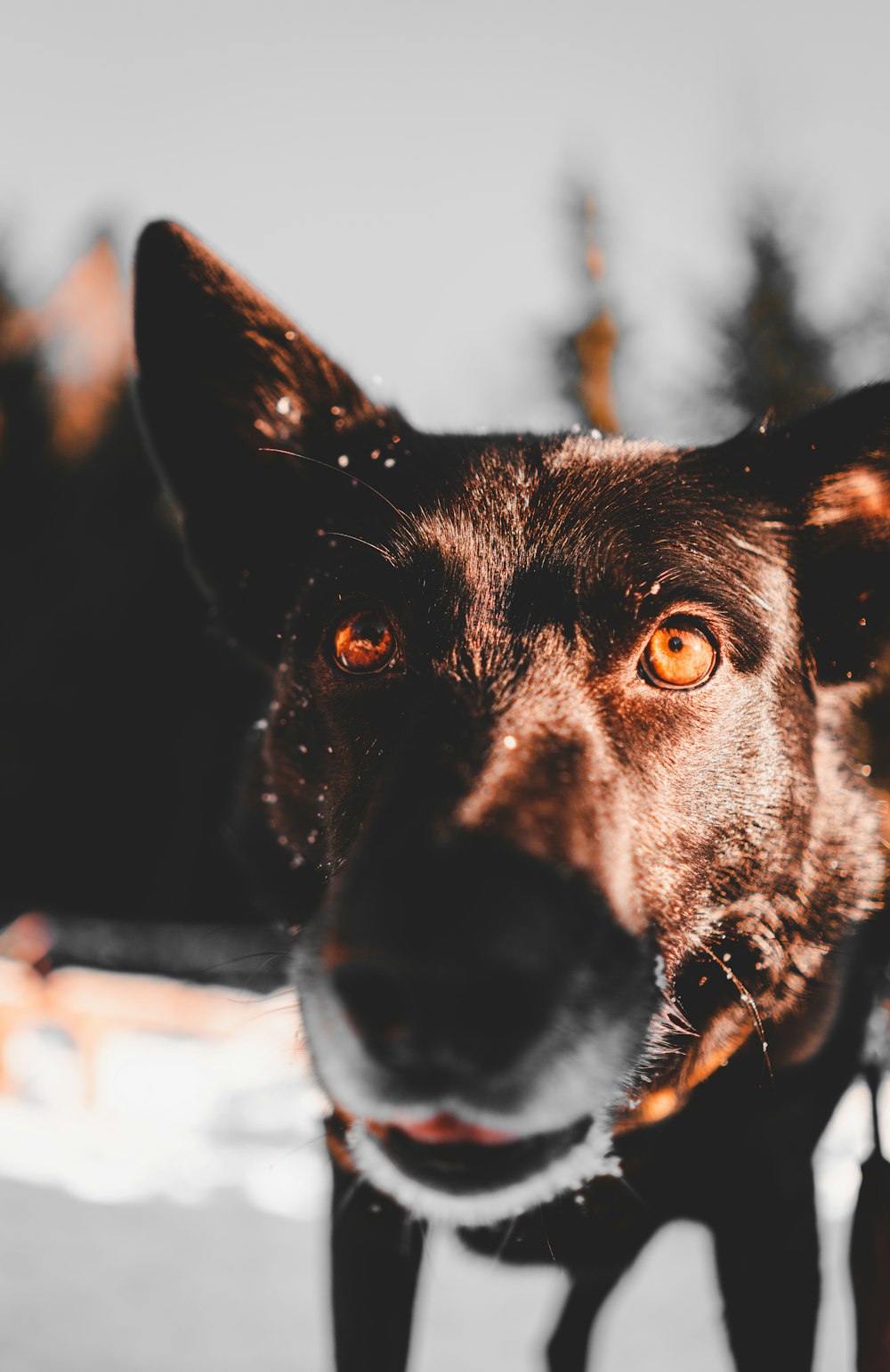 ショートコートの黒い犬の写真
