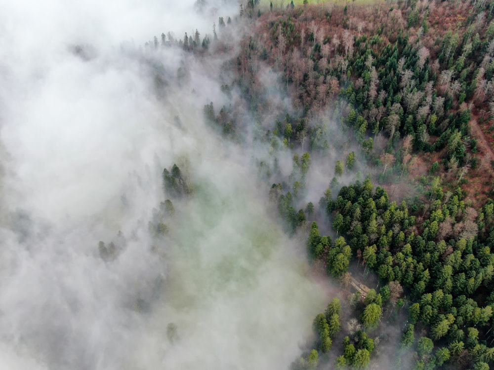 forest trees photograph