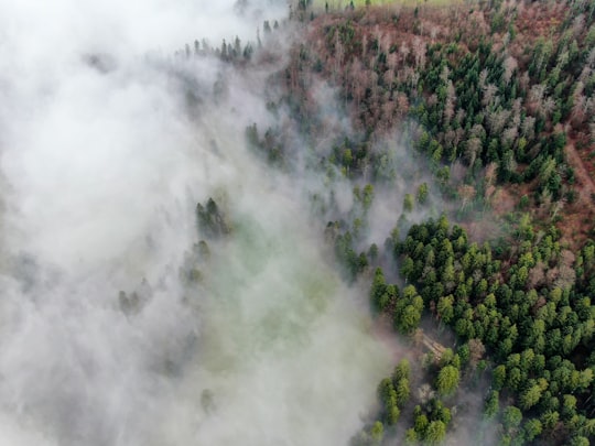 photo of Saint-Brais Forest near La Vue-des-Alpes