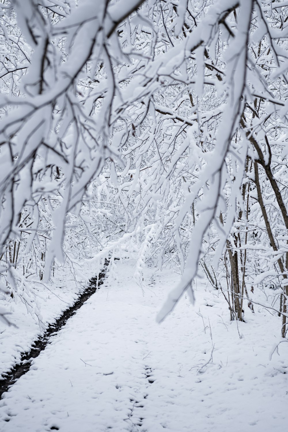 tree with snow photograph