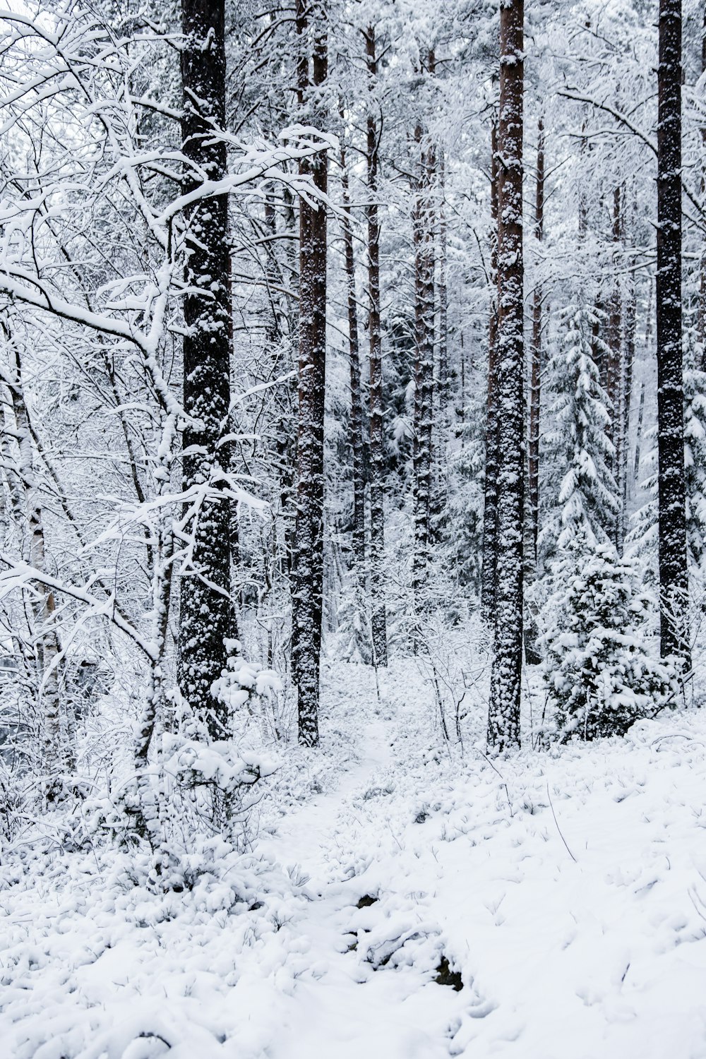trees with snow photograph