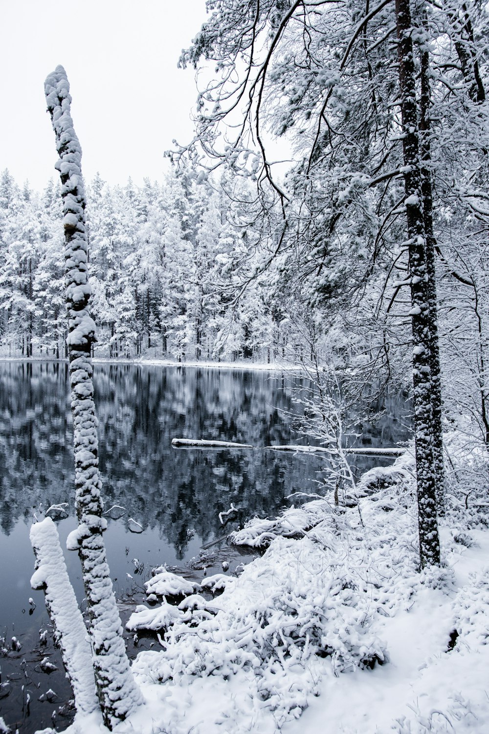 snowy trees photograph