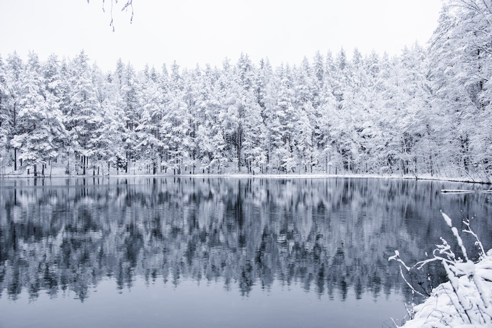 a lake surrounded by trees covered in snow