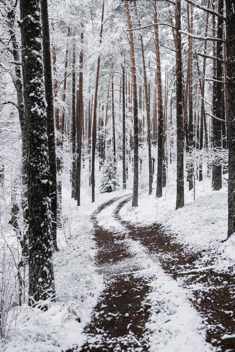 road, field, and trees covered with snow during daytime