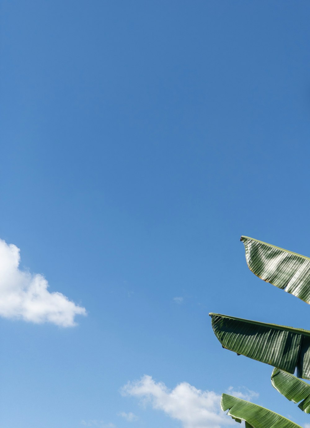 green banana plants during daytime