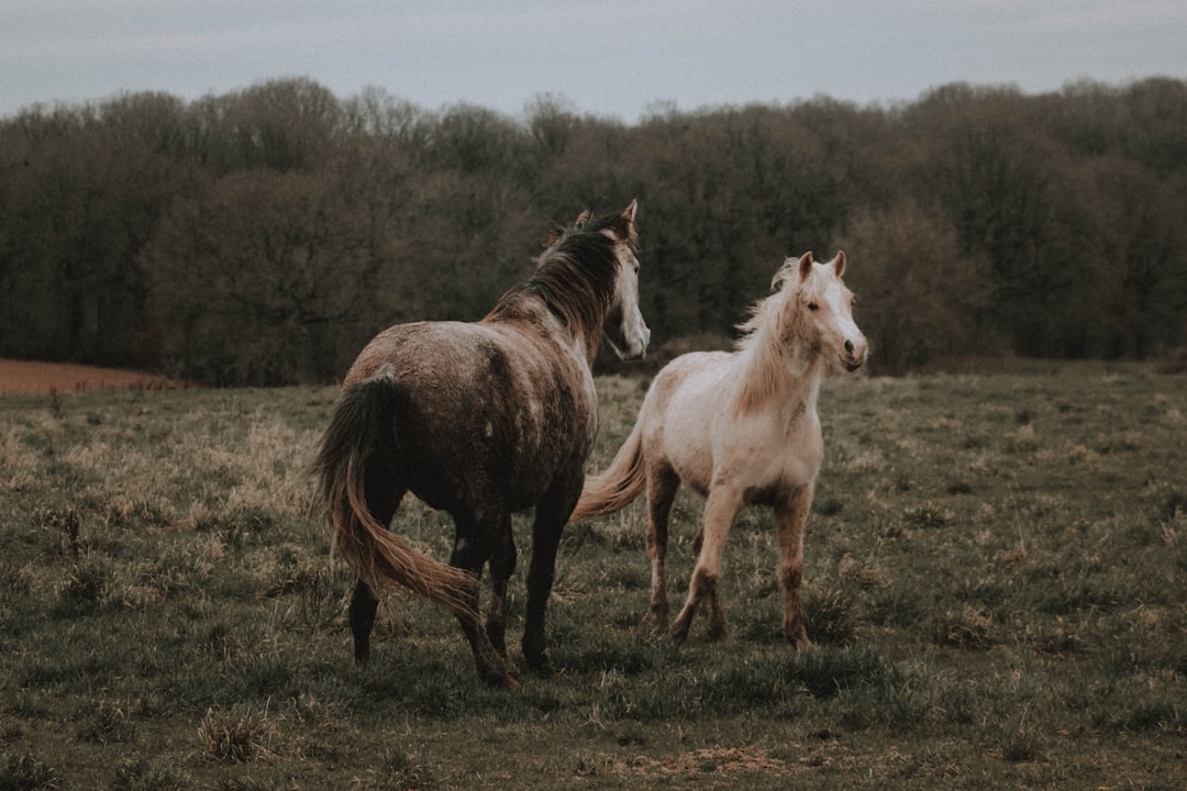 white and brown horse on the field photograph