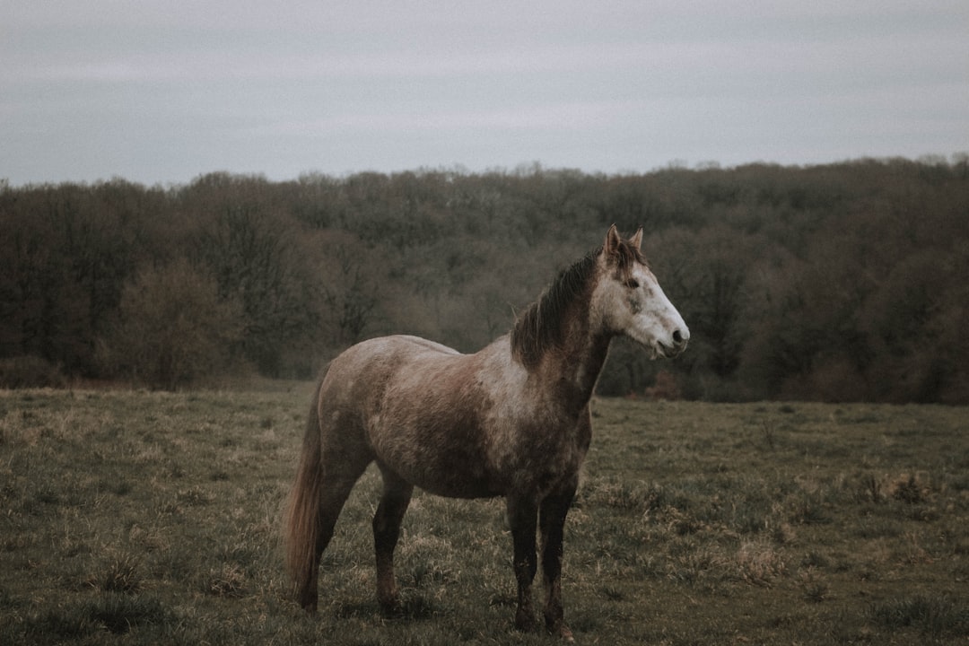 selective focus photography of standing gray horse on green grass
