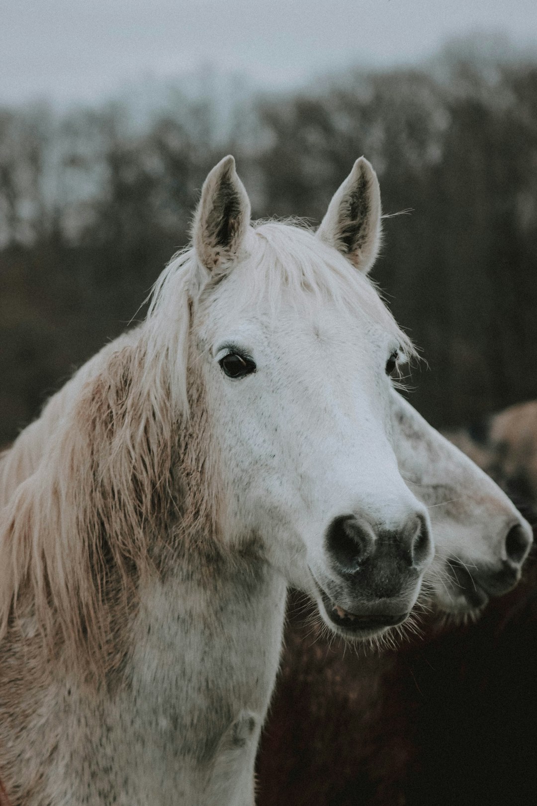 white horse photograph