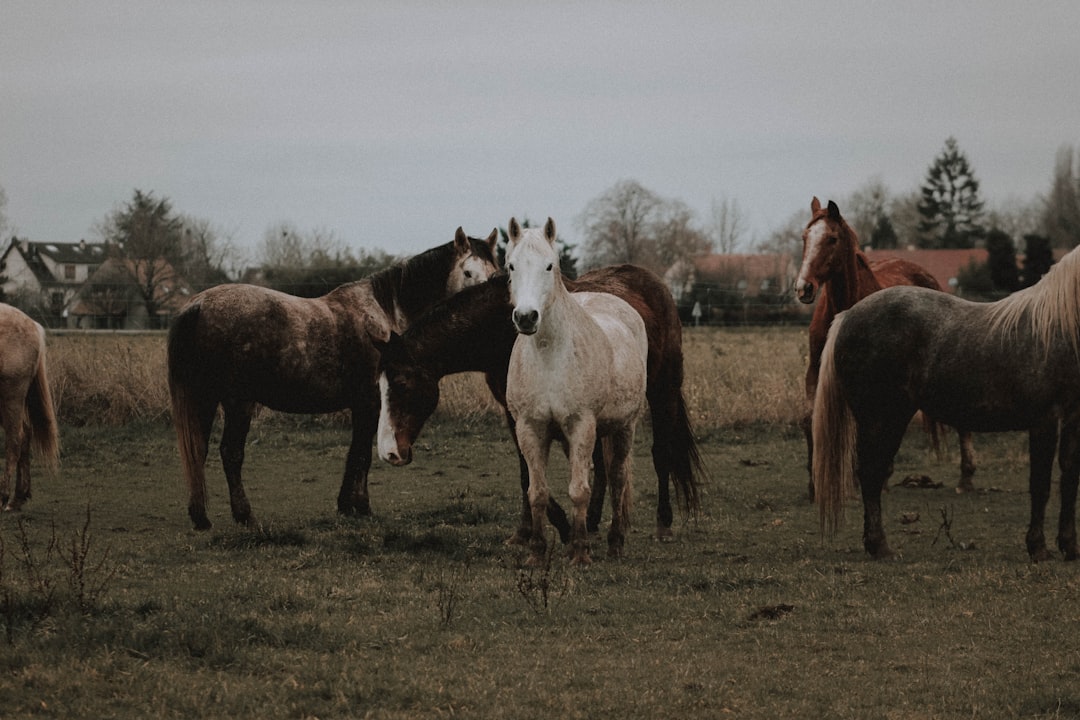 white and brown horses on green grass