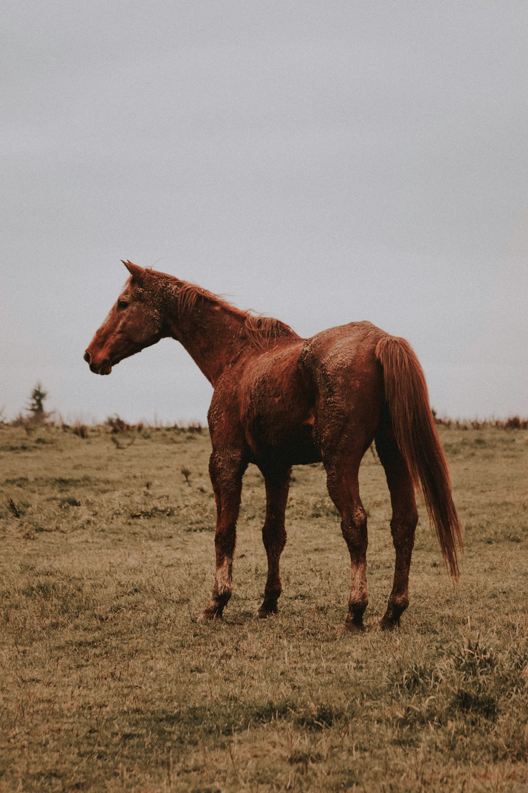 brown horse photograph