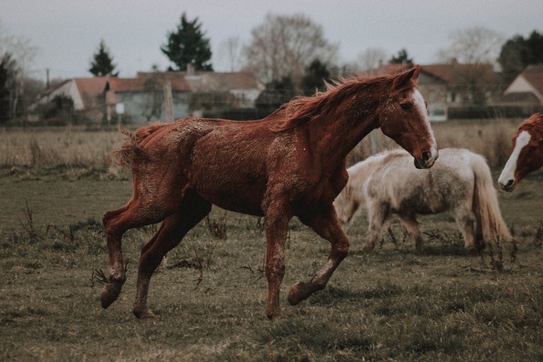 running brown horse during daytime