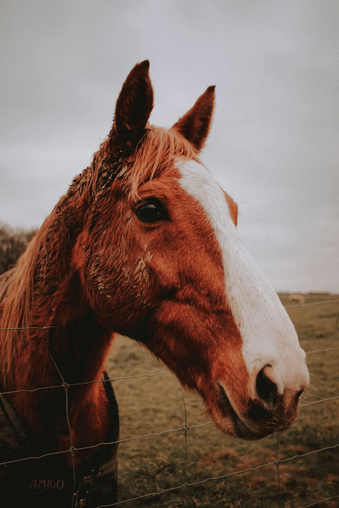 brown and white horse photograph