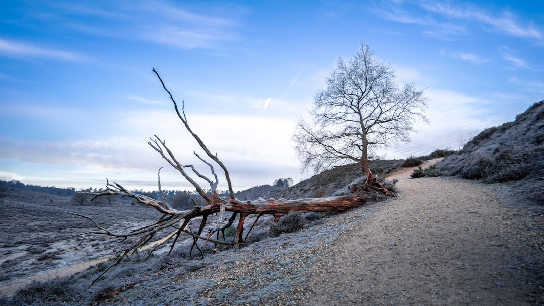 tree without leaf