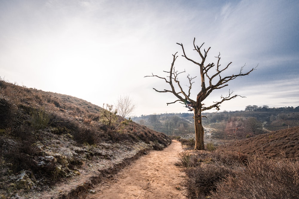 Albero nudo sulla montagna di osservazione del campo marrone sotto cielo bianco e blu