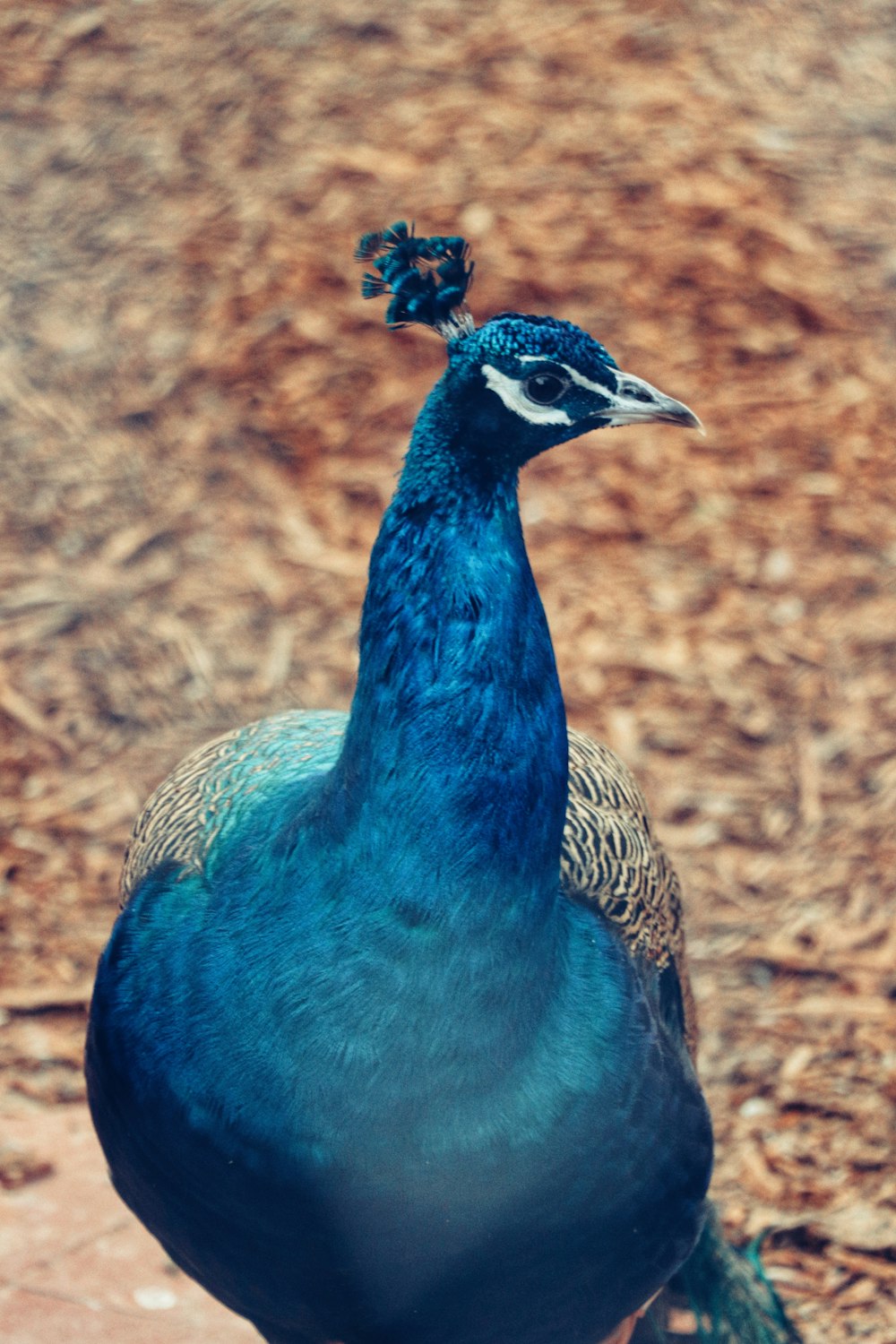 blue and white peahen