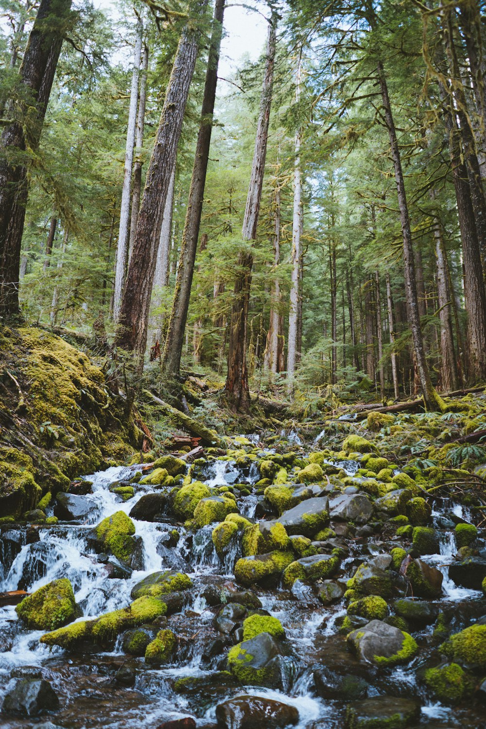 time-lapse photography of multi-tier waterfall