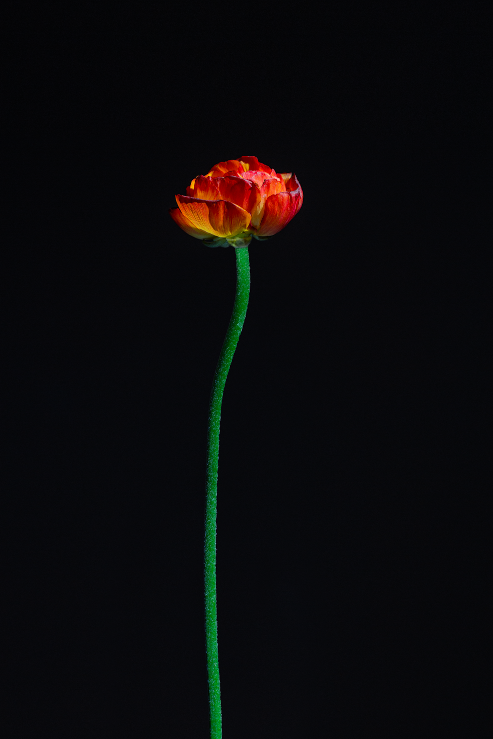 fotografia minimalista di fiori dai petali rossi